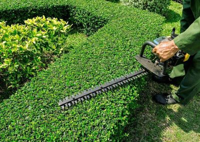 hedge trimming