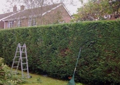 hedge cutting and trimming ongoing maintenance contract in birkenhead